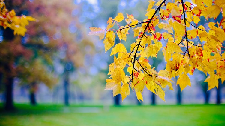 3-fall-leaves