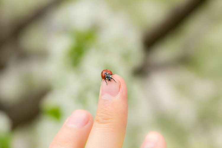 Ladybug on the finger. Green and white background.